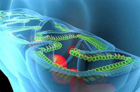 Der Mitochondrien Funktionstest Labor Dr Bayer