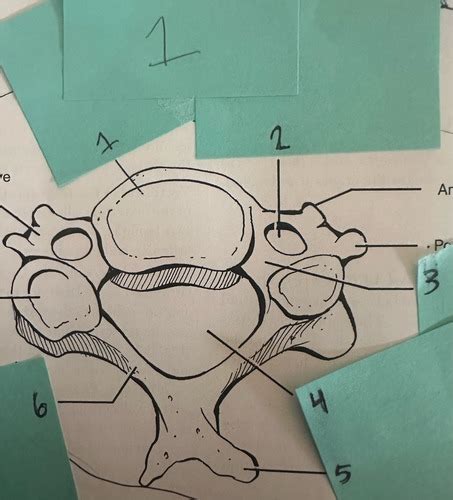 Spine Labeling Flashcards Quizlet