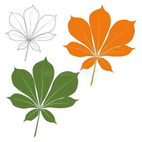 Set Of Vector Chestnut Leaf Outline And Coloured Icon Simple Chestnut