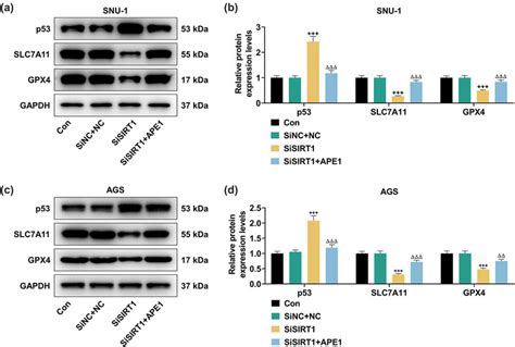 Ape Overexpression Offset The Effects Of Sirt Silencing On P