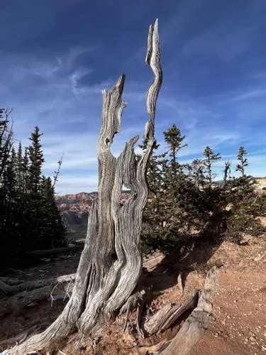 Best Hikes and Trails in Cedar Breaks National Monument | AllTrails