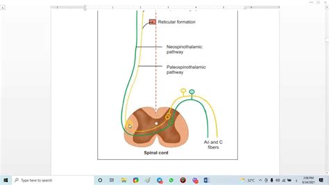 22 Pain And Temperature Pathways Youtube