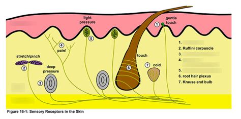 BIOL214 Sensory Receptors In The Skin Diagram Quizlet