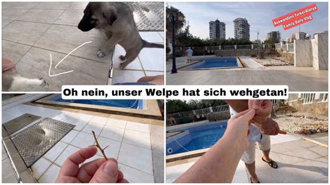 Oh Nein Unser Kangal Welpe Hat Sich Wehgetan Auswandern T Rkei Alltag