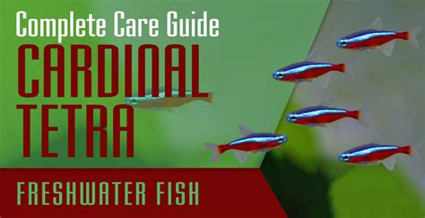 Cardinal Tetra Complete Care Guide Setup Fish Tank