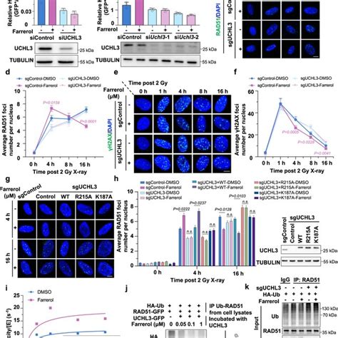 Farrerol Improves SCNT Embryo Transcriptome And Epigenetic Barriers A