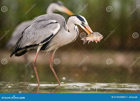 Grey Heron Fishing in Water with Another One in Background Stock Image ...