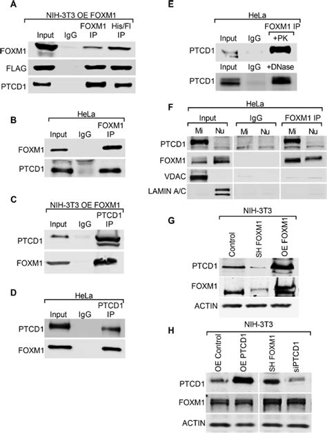 FOXM1 And PTCD1 Are Protein Binding Partners A PTCD1 In FOXM1