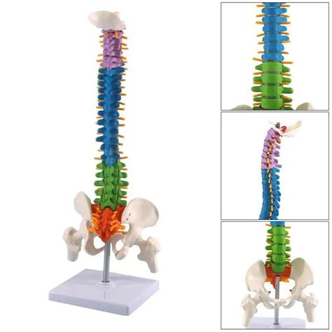 Columna Vertebral Con Modelo P Lvico Columna Vertebral Curva Lumbar