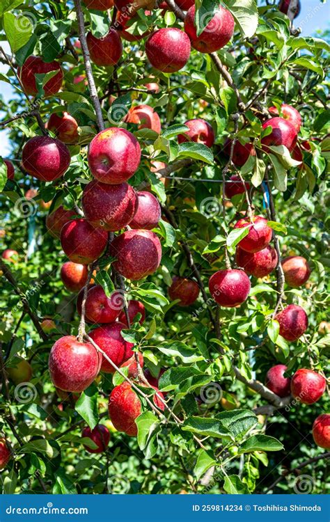 Delicious Red Apples From Japanese Orchards That Are About To Be