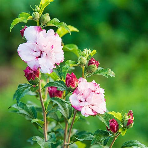 Spring Hill Nurseries White Flowering Danica Rose Of Sharon Flowering Shrub In 1 Pack S Bare