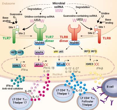 tlr  tlr agonists  antagonists chemicals  single stranded rna