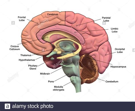 Sagital section of the human brain with regions and labels. Stock Photo ...