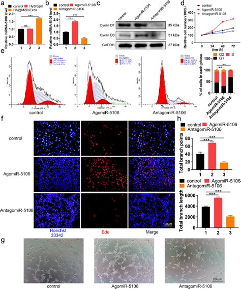 M D Exosomal Mirna Enhanced Angiogenesis In Vitro A The