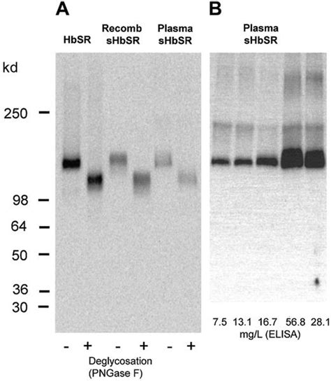 Identification Of The Hemoglobin Scavenger Receptorcd163 As A Natural