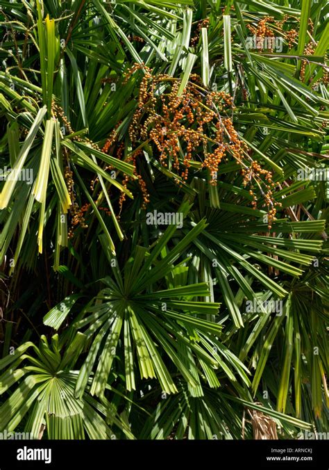 Mangrove Fan Palm Licuala Spinosa Stock Photo Alamy