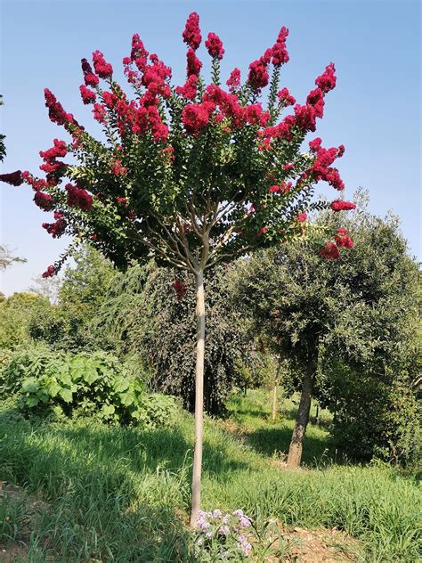 Lagerstroemia Indica Indijska Kre Nija Na Steblu Drevesnica Kurbus