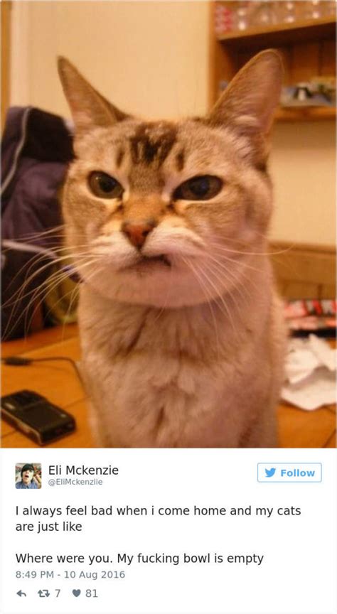 Tweets About Cats That Absolutely Hilarious 39 Pics