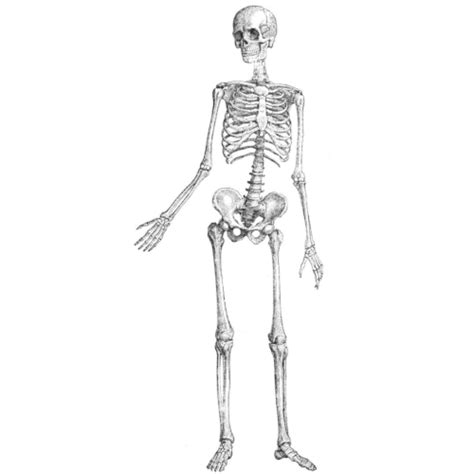 Ossa Del Corpo Umano Anatomia Tipologia E Suddivisione