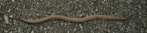 Spicebush Log: A Brown Snake