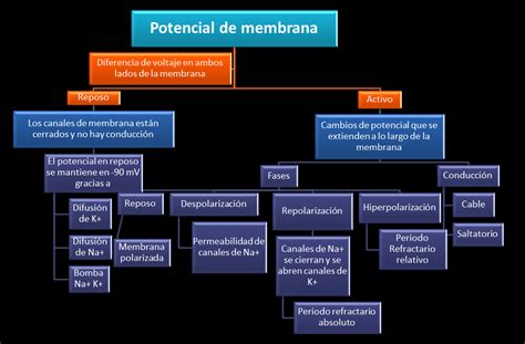 Fisiología Básica Gabriel Olmeda Potencial De Membrana