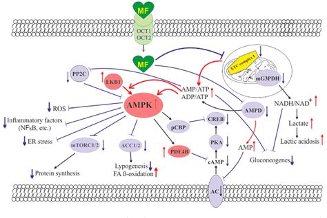 Figure 1 From Improvement Effect Of Metformin On Female And Male