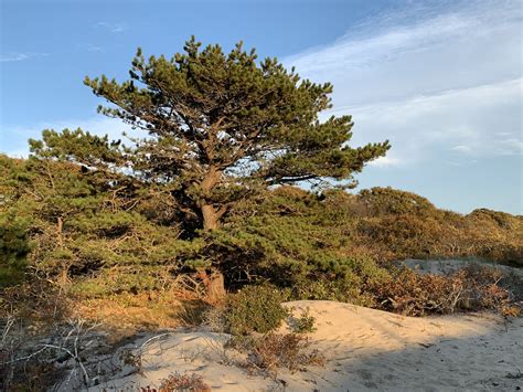 The Southern Pine Beetle: The Tree Killer (U.S. National Park Service)