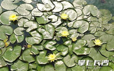 水清景美！烈士公园跃进湖水中浮岛鲜花盛开 时政头条 长沙市统一战线工作部 和网 长沙市统一战线工作部 和网