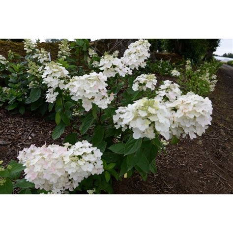 Hydrangea Paniculata SELECTION