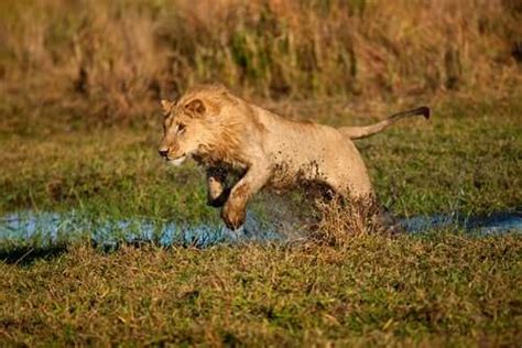 Lioness Hunting Prey