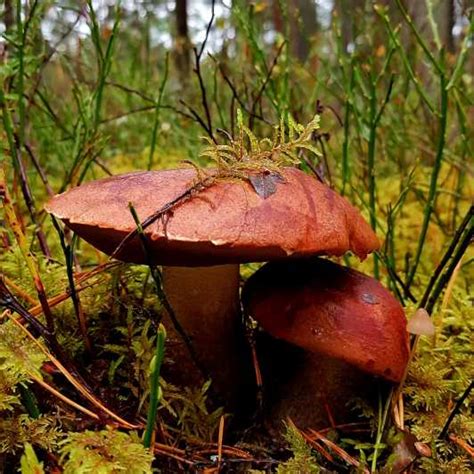 Zbieranie grzybów w lasach pod Rygą GetYourGuide