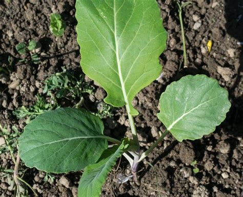 Raštika Brassica Oleracea Var Acephala Plantea