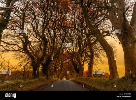 The Dark Hedges Location Of The Kings Road In Game Of Thrones Stock