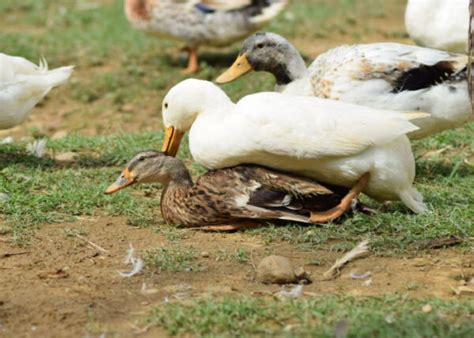 How Do Ducks Mate The Happy Chicken Coop