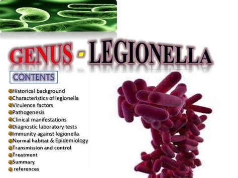 Legionella Bacteria