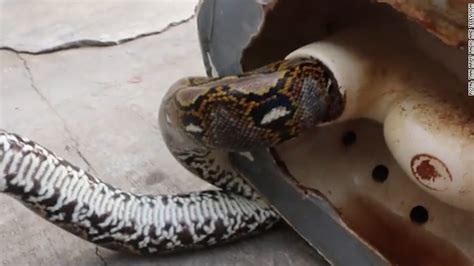 Python Stuck In Toilet Bites Man Cnn Video