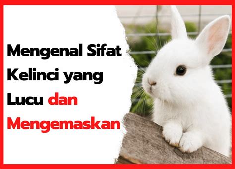 Mengenal Sifat Kelinci Dan Karakteristik Yang Di Miliki Hobi Ternak