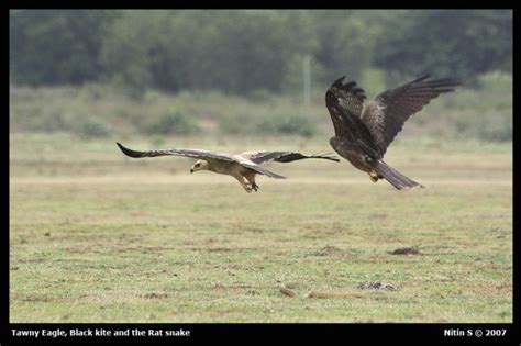 Black Kite Chasing Tawny Eagle Yunzhuche Jin Flickr