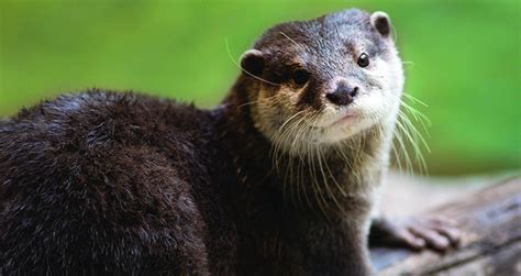 WATCH: Otter feeding time enrichment