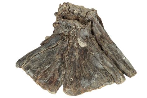 2.2" Fossil Fish (Ichthyodectes) Vertebra - Kansas (#187409) For Sale ...