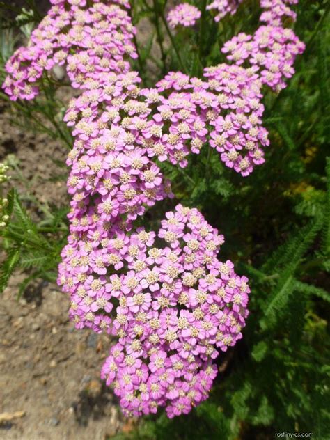 Řebříček obecný Achillea millefolium Pretty Belinda květy