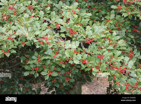 Holly berries and leaves from an American Holly Tree Stock Photo - Alamy