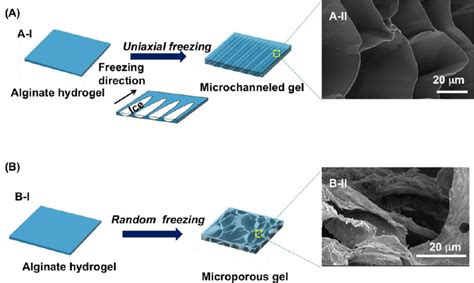 Fabrication Of Hydrogels With Uniaxially Aligned Microchannels And