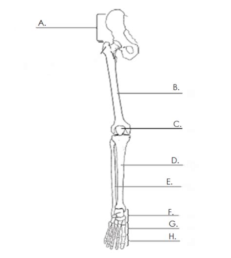 Leg bones Diagram | Quizlet