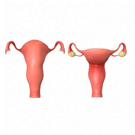 Female Reproductive System 3d Model Animated Cgtrader