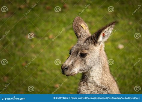 Macropus Giganteus in Zoological Garden Stock Photo - Image of close ...