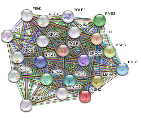 MSH2 Protein Overview | Sino Biological