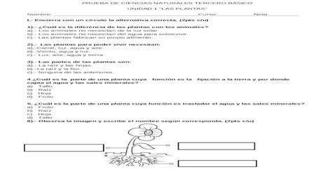 Prueba De Ciencias Naturales Tercero B Sico Docx Document