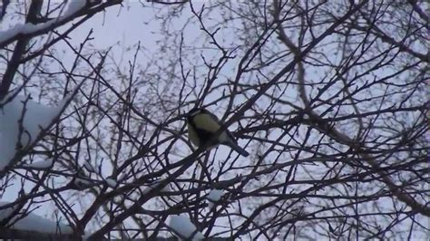 Talitintti Parus Major Youtube