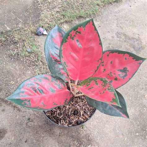 Jual Goldseeds Aglaonema Suksom Tanaman Hias Di Seller Ridho Taman